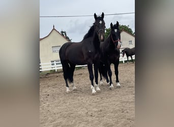 Schlesier, Wallach, 3 Jahre, 166 cm, Brauner