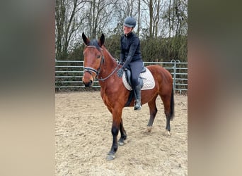 Schlesier, Wallach, 4 Jahre, 152 cm, Brauner