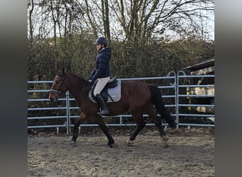 Schlesier, Wallach, 4 Jahre, 152 cm, Brauner