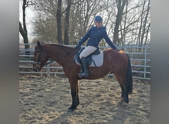 Schlesier, Wallach, 4 Jahre, 152 cm, Brauner