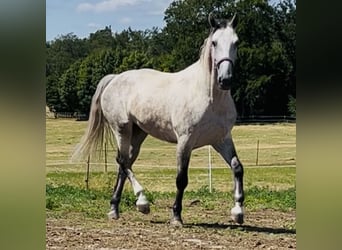 Schlesier, Wallach, 4 Jahre, 153 cm, Apfelschimmel