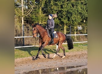 Schlesier Mix, Wallach, 4 Jahre, 160 cm, Brauner