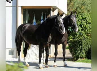 Schlesier, Wallach, 4 Jahre, 165 cm, Rappe