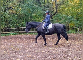 Schlesier, Wallach, 4 Jahre, 166 cm, Rappe