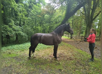 Schlesier, Wallach, 4 Jahre, 166 cm, Rappe