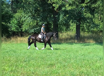 Schlesier, Wallach, 4 Jahre, 166 cm, Rappe
