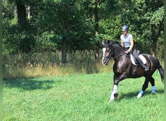 Schlesier, Wallach, 4 Jahre, 166 cm, Rappe