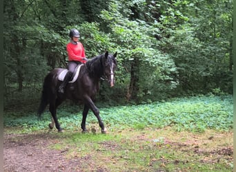 Schlesier, Wallach, 4 Jahre, 166 cm, Rappe