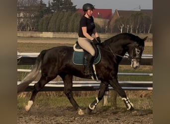 Schlesier, Wallach, 4 Jahre, 168 cm, Rappschimmel