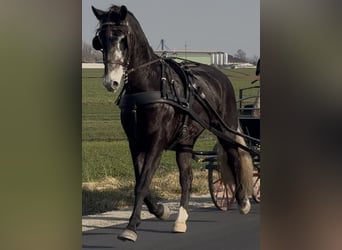 Schlesier, Wallach, 4 Jahre, 168 cm, Rappschimmel