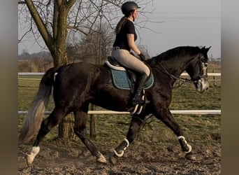 Schlesier, Wallach, 4 Jahre, 168 cm, Rappschimmel