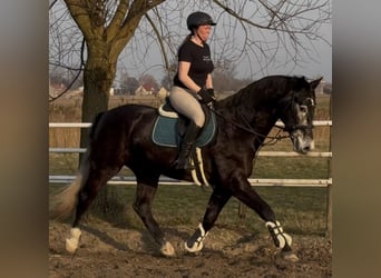 Schlesier, Wallach, 4 Jahre, 168 cm, Rappschimmel