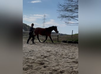 Schlesier, Wallach, 4 Jahre, 170 cm, Brauner