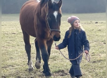 Schlesier, Wallach, 5 Jahre, 157 cm, Brauner