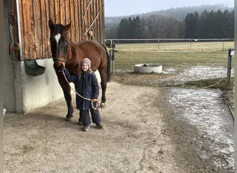 Schlesier, Wallach, 5 Jahre, 157 cm, Brauner