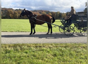 Schlesier, Wallach, 5 Jahre, 157 cm, Brauner Schlesier, Wallach, 5 Jahre, 157 cm, Brauner