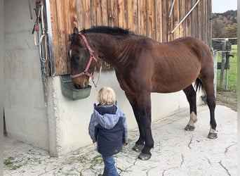 Schlesier, Wallach, 5 Jahre, 157 cm, Brauner