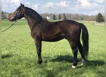 Schlesier, Wallach, 5 Jahre, 162 cm, Dunkelbrauner