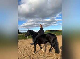 Schlesier, Wallach, 5 Jahre, 165 cm, Schwarzbrauner