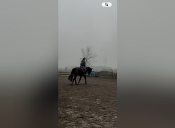 Schlesier, Wallach, 5 Jahre, 170 cm, Rappe