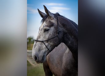 Schlesier, Wallach, 5 Jahre, Schimmel