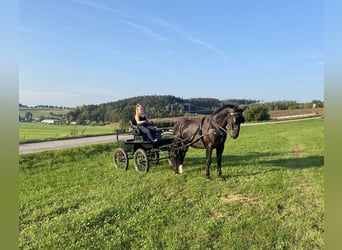 Schlesier, Wallach, 6 Jahre, 165 cm, Rappe