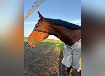 Schlesier, Wallach, 6 Jahre, 167 cm, Brauner