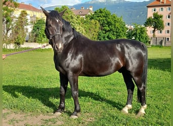 Schlesier, Wallach, 6 Jahre, 172 cm, Schwarzbrauner