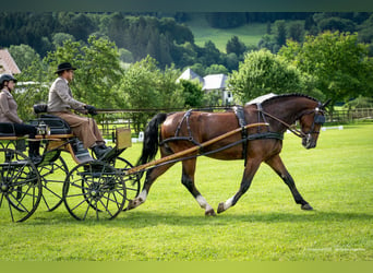 Schlesier, Wallach, 7 Jahre, 163 cm, Brauner