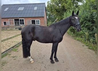Schlesier, Wallach, 7 Jahre, 165 cm, Dunkelbrauner