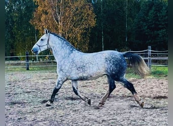 Schlesier, Wallach, 7 Jahre, 167 cm, Apfelschimmel