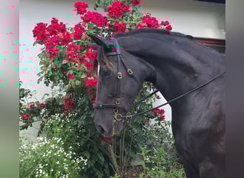 Schlesier, Wallach, 7 Jahre, 167 cm, Rappe