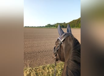 Schlesier, Wallach, 7 Jahre, 175 cm, Rappe