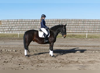 Schlesier, Wallach, 8 Jahre, 165 cm