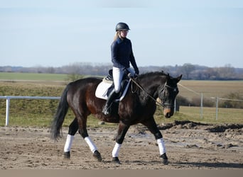 Schlesier, Wallach, 8 Jahre, 165 cm