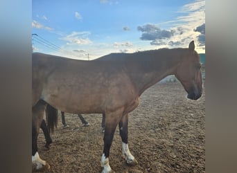 Schlesier, Wallach, 9 Jahre, 166 cm, Brauner