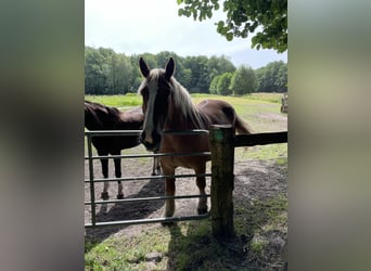 Schleswig a sangue freddo, Castrone, 12 Anni, 168 cm