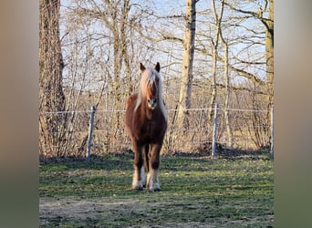 Schleswig a sangue freddo, Castrone, 3 Anni, 163 cm, Sauro
