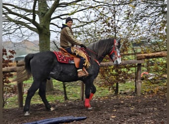 Schleswig a sangue freddo, Castrone, 5 Anni, 168 cm, Grigio ferro