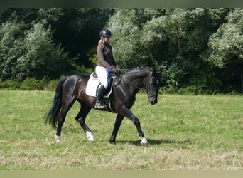 Schleswig a sangue freddo, Castrone, 6 Anni, 163 cm, Morello