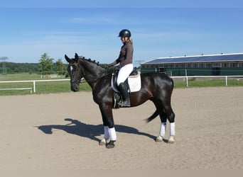 Schleswig a sangue freddo, Castrone, 6 Anni, 163 cm, Morello