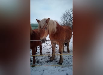 Schleswig a sangue freddo, Stallone, 2 Anni, 156 cm, Sauro
