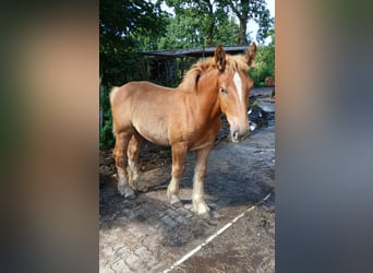 Schleswig a sangue freddo, Stallone, Puledri (03/2025), 128 cm, Sauro