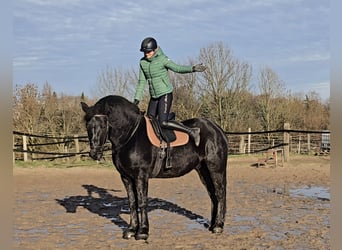 Schleswig, Castrone, 10 Anni, 165 cm, Morello