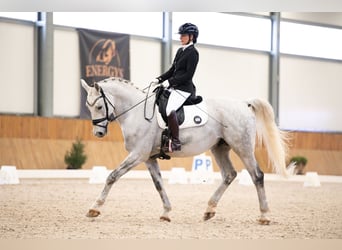 Schleswig, Castrone, 10 Anni, 174 cm, Grigio