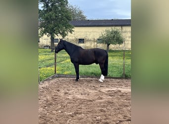 Schleswig, Castrone, 11 Anni, 168 cm, Morello