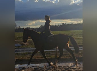 Schleswig Mix, Castrone, 3 Anni, 160 cm, Baio