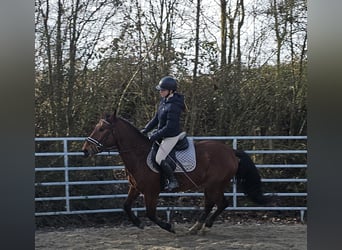 Schleswig, Castrone, 4 Anni, 152 cm, Baio