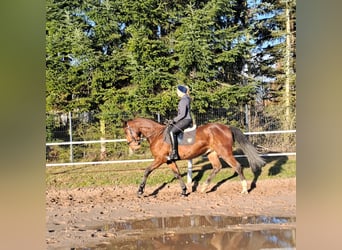 Schleswig Mix, Castrone, 4 Anni, 160 cm, Baio
