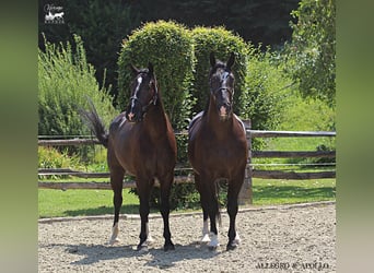 Schleswig, Castrone, 4 Anni, 166 cm, Baio nero